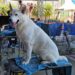 Exposição de Cães de Raça Pura movimenta Ribeirão Pires nos dias 21 e 22 de fevereiro