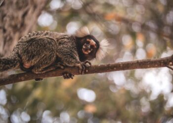 Saúde de Diadema alerta sobre febre amarela e reforça proteção aos macacos