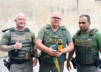 GCM Ambiental de Diadema resgata arara canindé