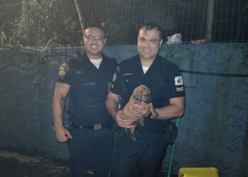 GCM de São Bernardo resgata filhote abandonado em terreno baldio no Assunção