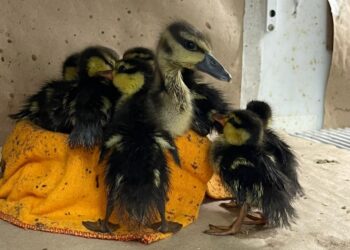 Zoo de São Bernardo inicia o ano com acolhimento de 80 animais