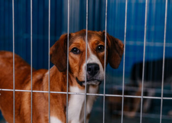 Mutirão de castração de cães e gatos em São Bernardo contará com 400 procedimentos gratuitos