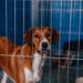 Mutirão de castração de cães e gatos em São Bernardo contará com 400 procedimentos gratuitos