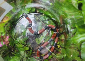 Cobra Falsa coral é resgatada no Jardim Bela Vista em Santo André