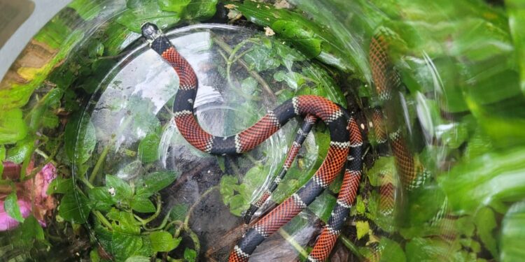 Cobra Falsa coral é resgatada no Jardim Bela Vista em Santo André