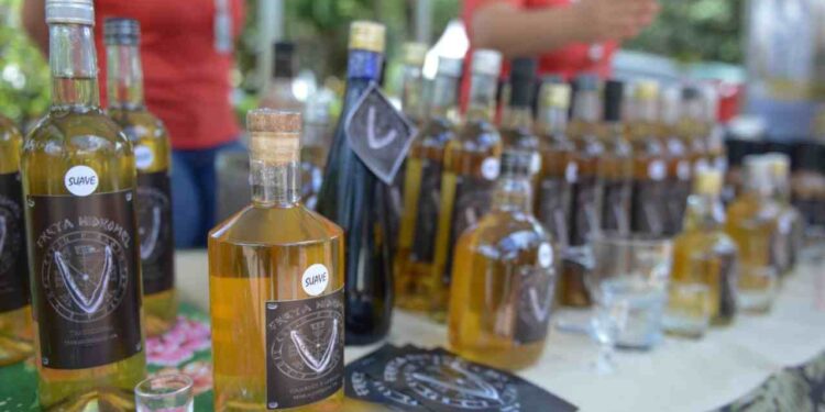 Festival do Cambuci de São Bernardo terá nova edição em abril no Parque Salvador Arena
