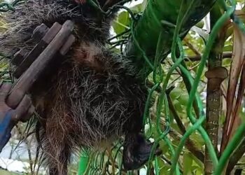 GCM Ambiental de São Bernardo resgata saruê e soma 184 atendimentos a animais em 2026