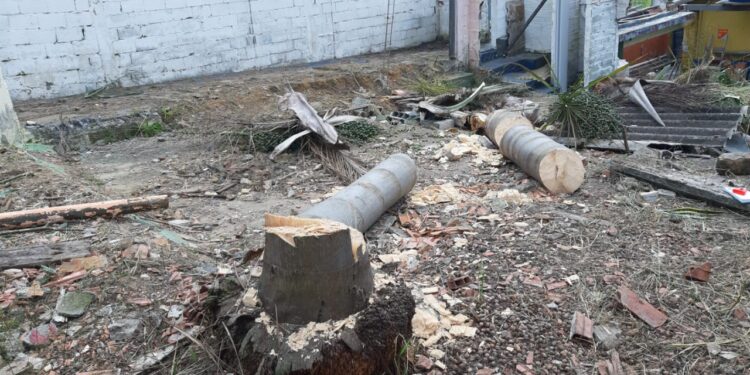 Santo André amplia fiscalização e reforça combate ao corte ilegal de árvores