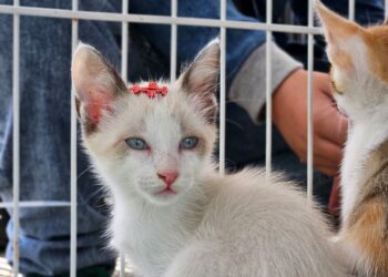 Tigela Cheia arrecada 350 kg de PET, promove 10 adoções e aplica 35 vacinas em Ribeirão Pires