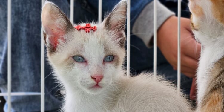 Tigela Cheia arrecada 350 kg de PET, promove 10 adoções e aplica 35 vacinas em Ribeirão Pires