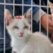 Tigela Cheia arrecada 350 kg de PET, promove 10 adoções e aplica 35 vacinas em Ribeirão Pires