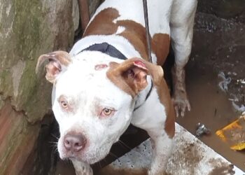 AME Animal resgata pitbull preso em casa abandonada no Jardim Zaíra 4