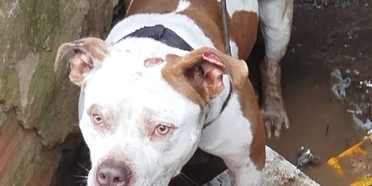 AME Animal resgata pitbull preso em casa abandonada no Jardim Zaíra 4