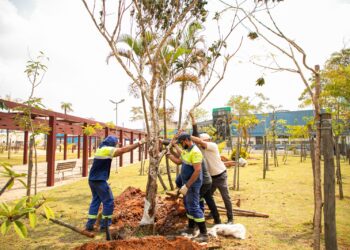 São Caetano intensifica plantio de árvores adultas e amplia áreas de sombra nos parques municipais