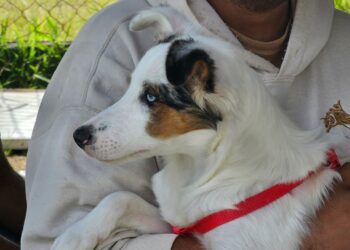 Ribeirão Pires recebe mutirão gratuito de castração para cães e gatos no dia 9