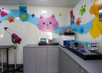 Santo André recebe curso gratuito de banhista de pet