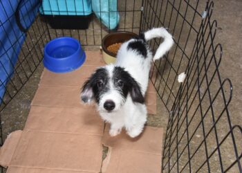 Parque Celso Daniel recebe feira de adoção de cães e gatos neste domingo
