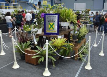 Festival de Flores de Santo André chega à 50ª edição neste fim de semana