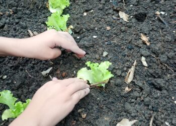 Mauá inaugura Horta dos Saberes Ancestrais no CRAS Falchi