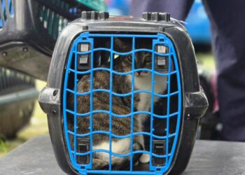 Mutirão de castração em Ribeirão Pires atende 200 animais