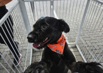 Tigela Cheia” promove troca de garrafas PET por ração e adoção de animais em RP neste sábado