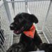 Tigela Cheia” promove troca de garrafas PET por ração e adoção de animais em RP neste sábado