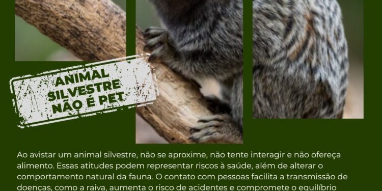 Mauá emite alerta contra febre amarela após confirmação de vírus em primata na divisa com SA