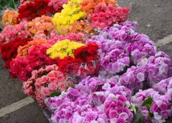 Mercado de Flores da Craisa oferece diversas opções para presentear no Dia das Mães