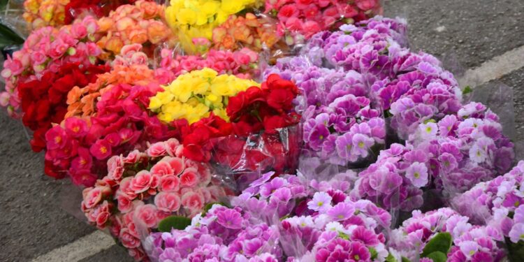 Mercado de Flores da Craisa oferece diversas opções para presentear no Dia das Mães