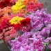 Mercado de Flores da Craisa oferece diversas opções para presentear no Dia das Mães