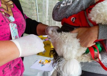 Segunda edição da CãoMinhada de Diadema acontece neste domingo, dia 17/05