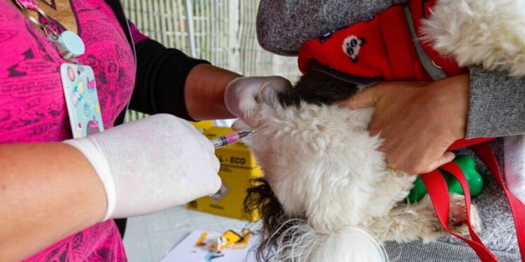Segunda edição da CãoMinhada de Diadema acontece neste domingo, dia 17/05