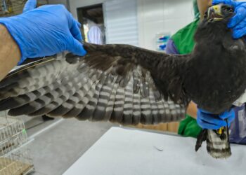 Zoo de São Bernardo celebra soltura de dois veados recuperados na unidade de conservação