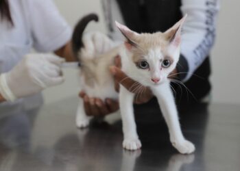 Zoonoses de Diadema disponibiliza vacina antirrábica semanalmente