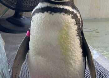 No Dia Mundial do Meio Ambiente, São Bernardo celebra ações de preservação da fauna local
