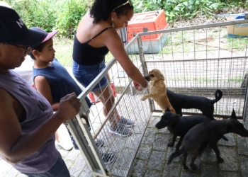 Adoção de cães e gatos será realizado neste sábado no Parque da Juventude, em Mauá