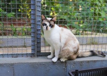 Campanha de castração de cães e gatos na Praça da Moça, em Diadema, a partir desta quarta