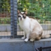 Campanha de castração de cães e gatos na Praça da Moça, em Diadema, a partir desta quarta