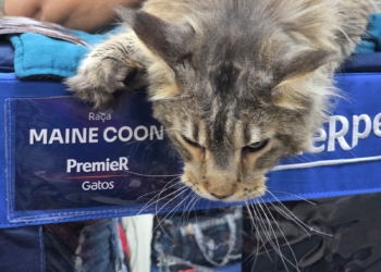 Paixão por gatos reúne famílias em nova edição da mostra do Dr. Hato