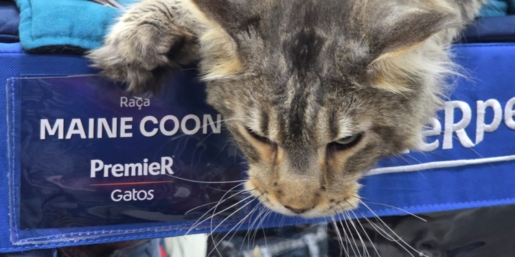 Paixão por gatos reúne famílias em nova edição da mostra do Dr. Hato