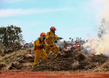 Onda de calor em São Paulo exige atenção redobrada dos produtores rurais