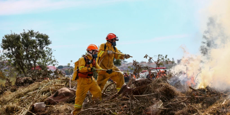 Onda de calor em São Paulo exige atenção redobrada dos produtores rurais