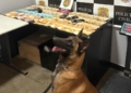 Dia Mundial do Cão: Atuação do Canil da GCM de São Caetano é destaque