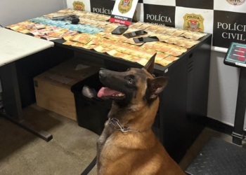 Dia Mundial do Cão: Atuação do Canil da GCM de São Caetano é destaque