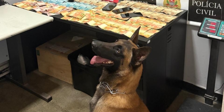 Dia Mundial do Cão: Atuação do Canil da GCM de São Caetano é destaque