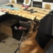 Dia Mundial do Cão: Atuação do Canil da GCM de São Caetano é destaque