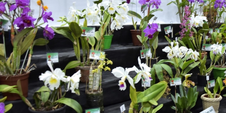 Exposição leva orquídeas ao Cine Theatro Carlos Gomes de sexta a domingo