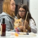 Festival do Chocolate terá bem-estar, sustentabilidade e proteção animal em RP neste domingo