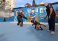Cães da GCM de Diadema entram em fase final de treinamento