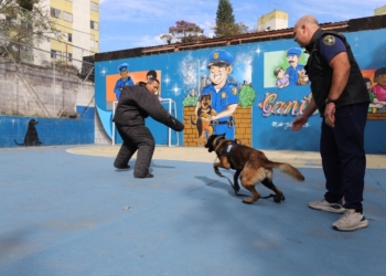 Cães da GCM de Diadema entram em fase final de treinamento